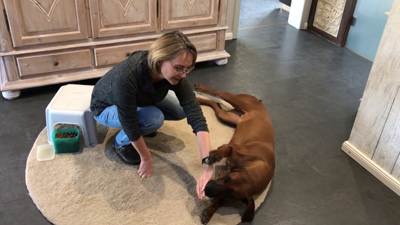 Hund ruhig Seitenlage beibringen