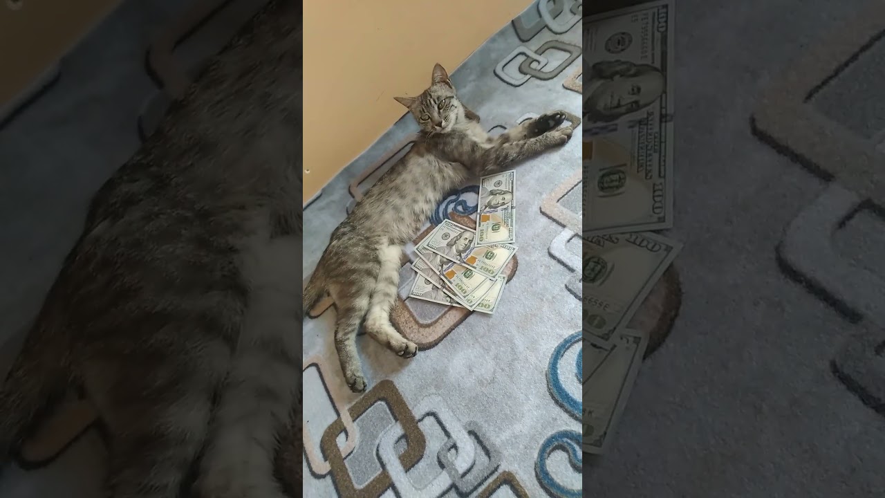 mushaklar oylasi va mushukni gaprishi