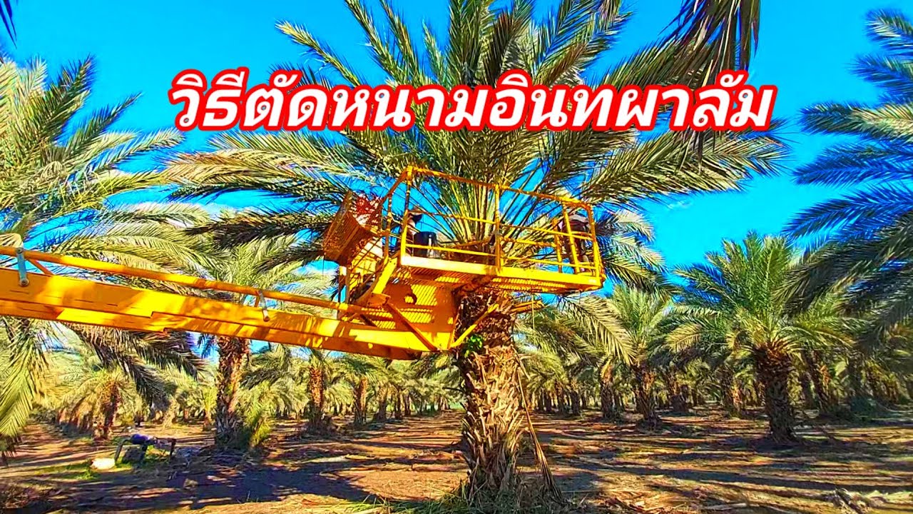 ตัดหนามอินทผาลัมแรงงานไทยในประเทศอิสราเอล