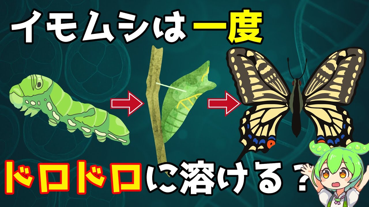 【完全解説】なぜ昆虫の大半は&ldquo;完全変態&rdquo;を選んだのか？進化が導いた驚きの理由