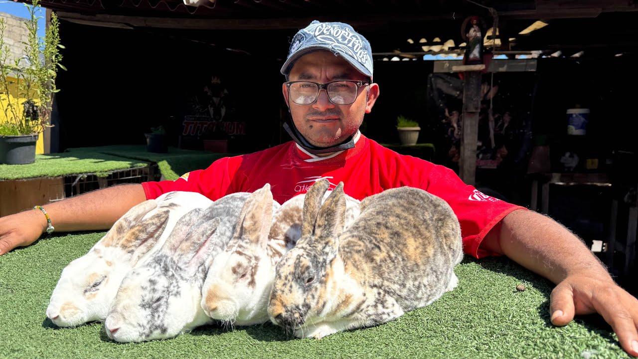 No tires tu dinero en alimento para CONEJO, haz esto 🐰🤠