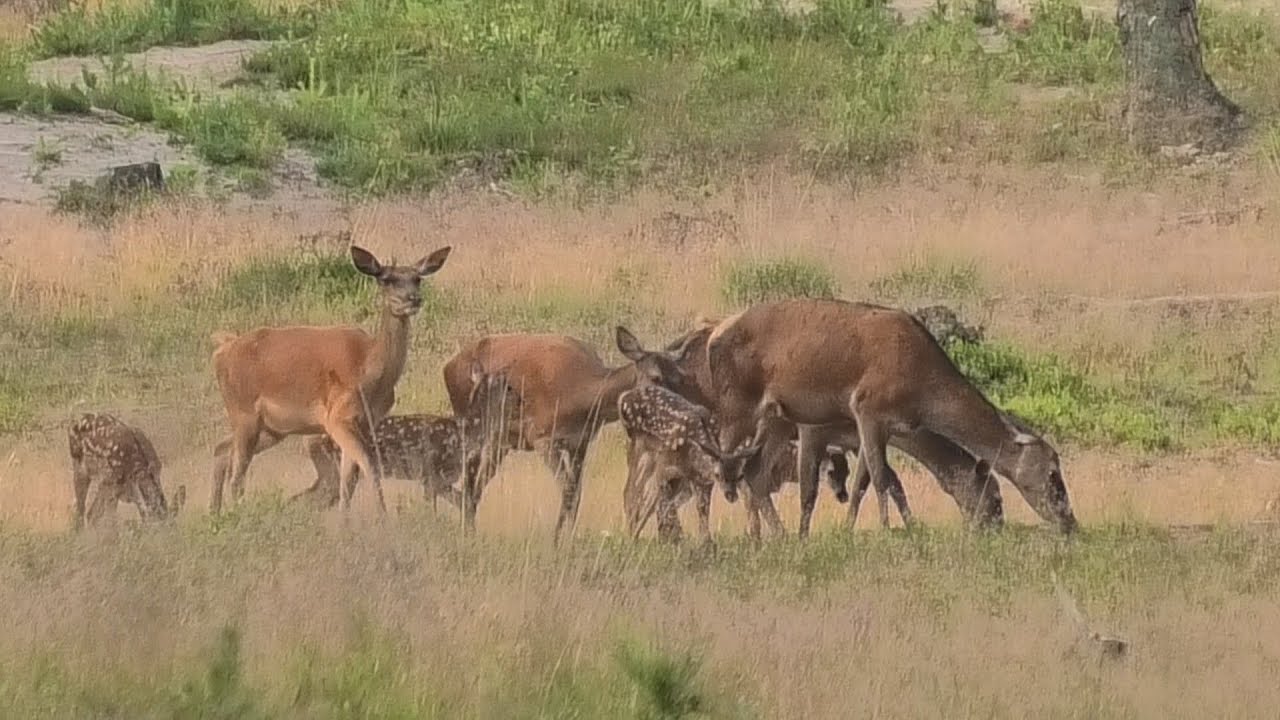 Het edelhert, Veluwe