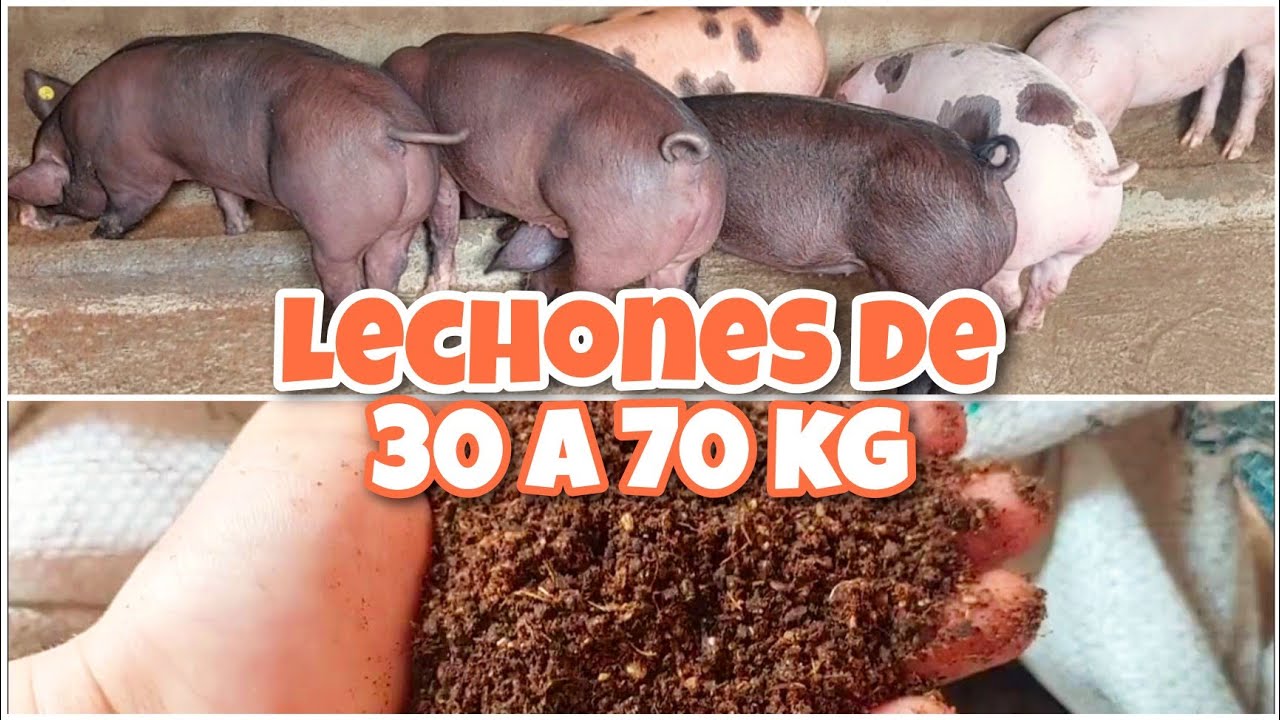 Manejo y alimentacion de LECHONES en etapa de LEVANTE 💪🏻🐷🌾