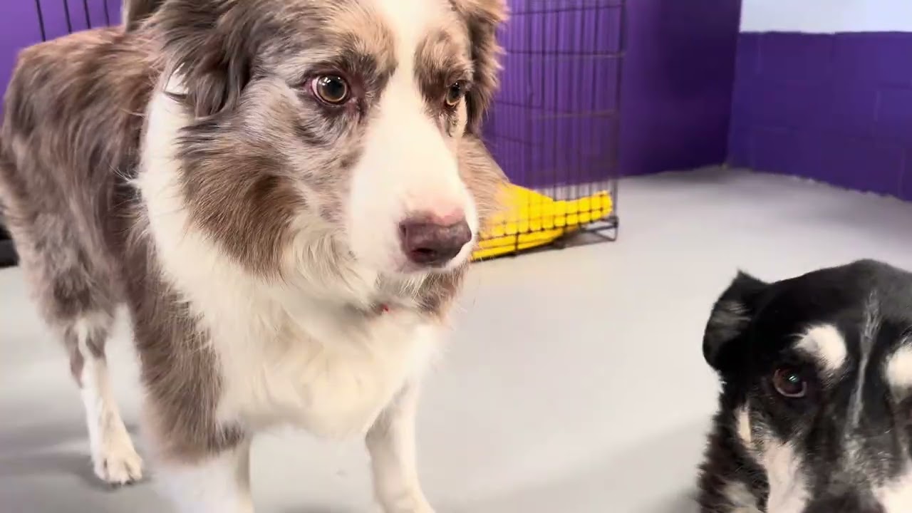 Meet the Dogs Enjoying Enrichment at PawPals in Bassendean