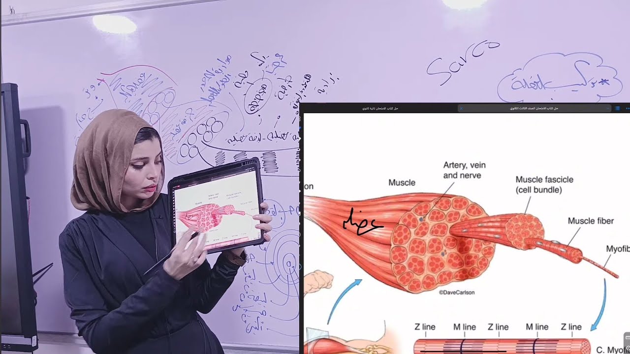 الصف الثالث الثانوي/ الحركة في الإنسان تركيب العضلة 💪🏻🩷