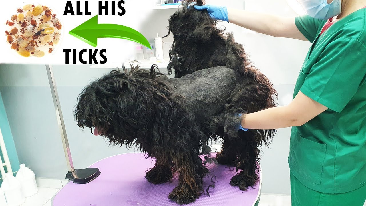 The owner of this NEGLECTED dog was LYING to us! (full of ticks)