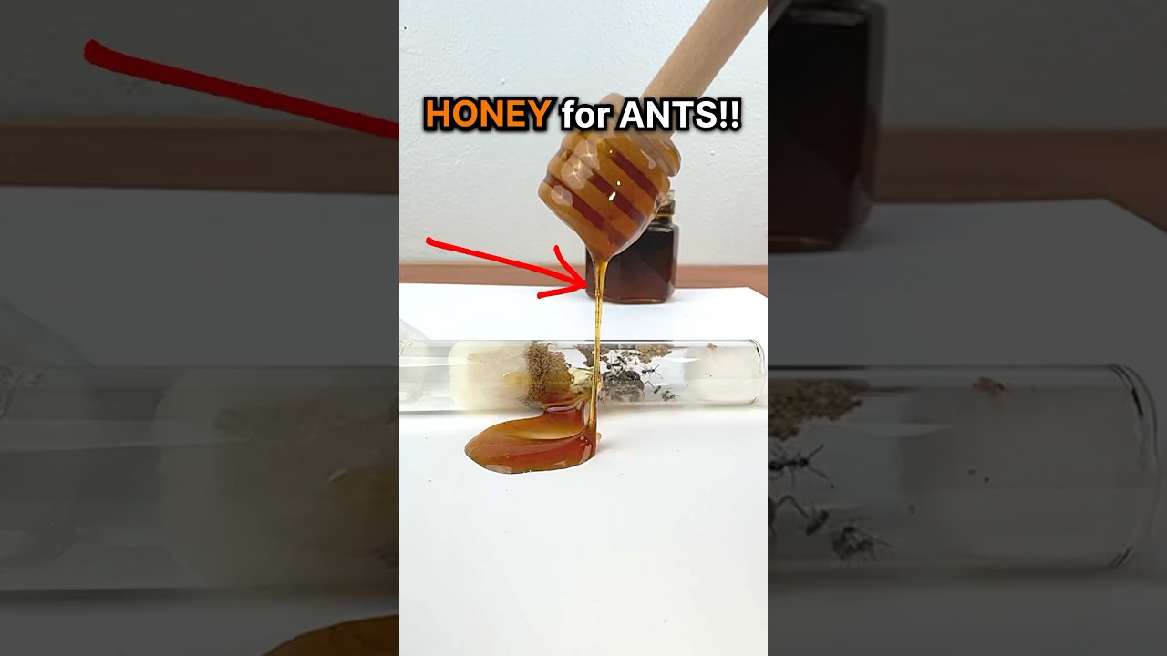 Giving my Ants HONEY!!🍯