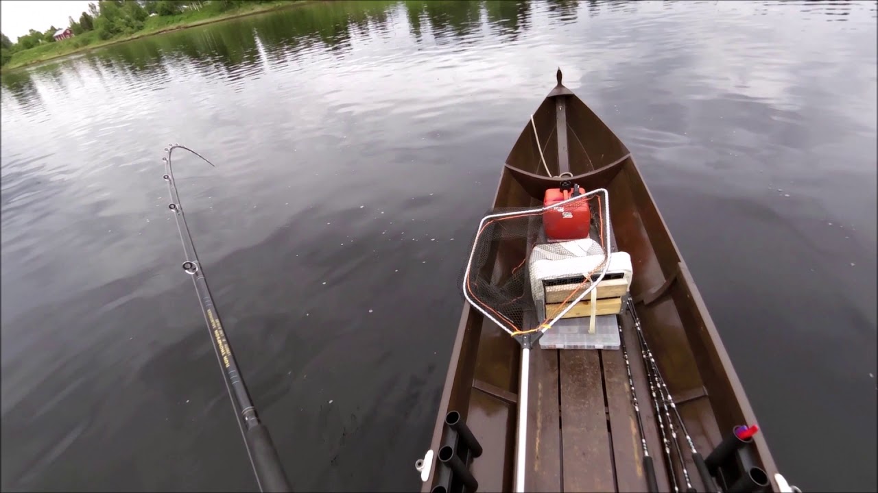 Tornionjoen lohi/Torneälvs lax 14,88kg