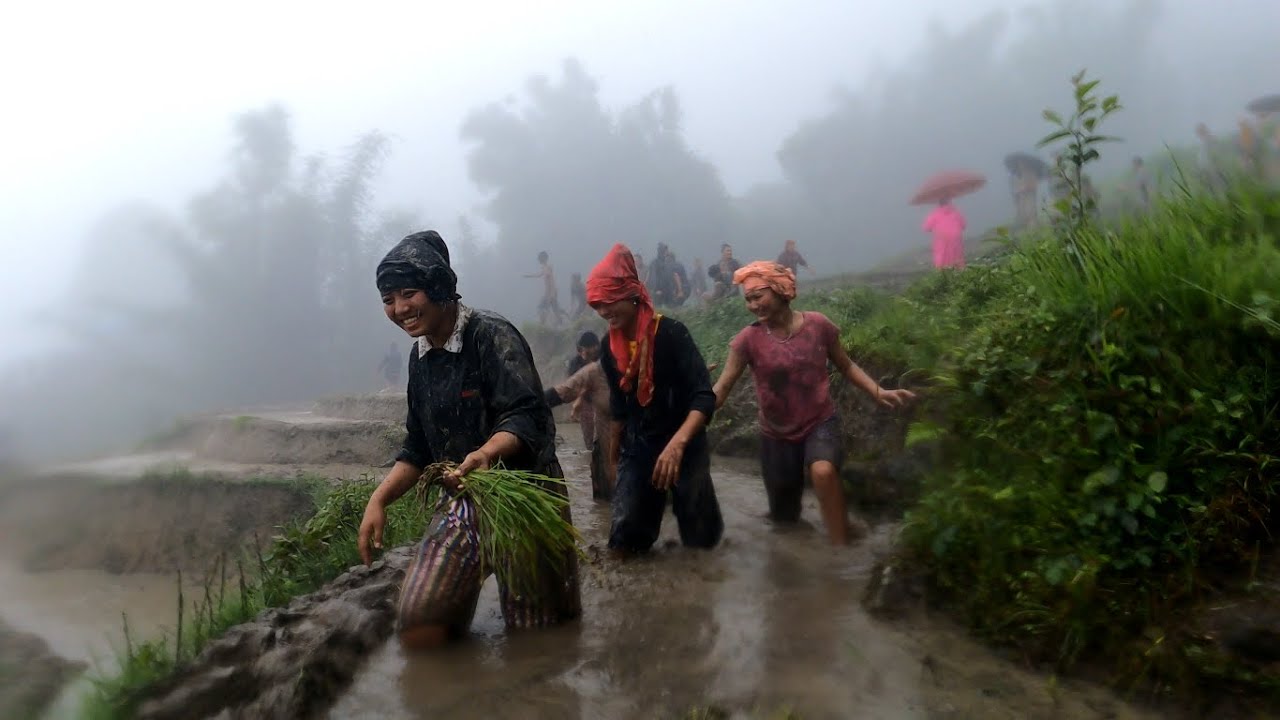 Rice Planting Festival of the Nepal Village | Village Lifestyle of Rural Nepal | BijayaLimbu