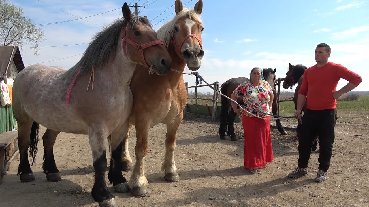 Caii lui Nicu de la Bozanta Mica, Maramures - 2019 Nou!!!