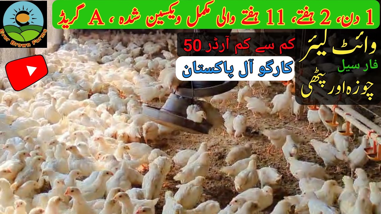 White layer hens for sale | white layer pathi | Lsl, nick chick, Hisex,Novagin@everbrownfarms