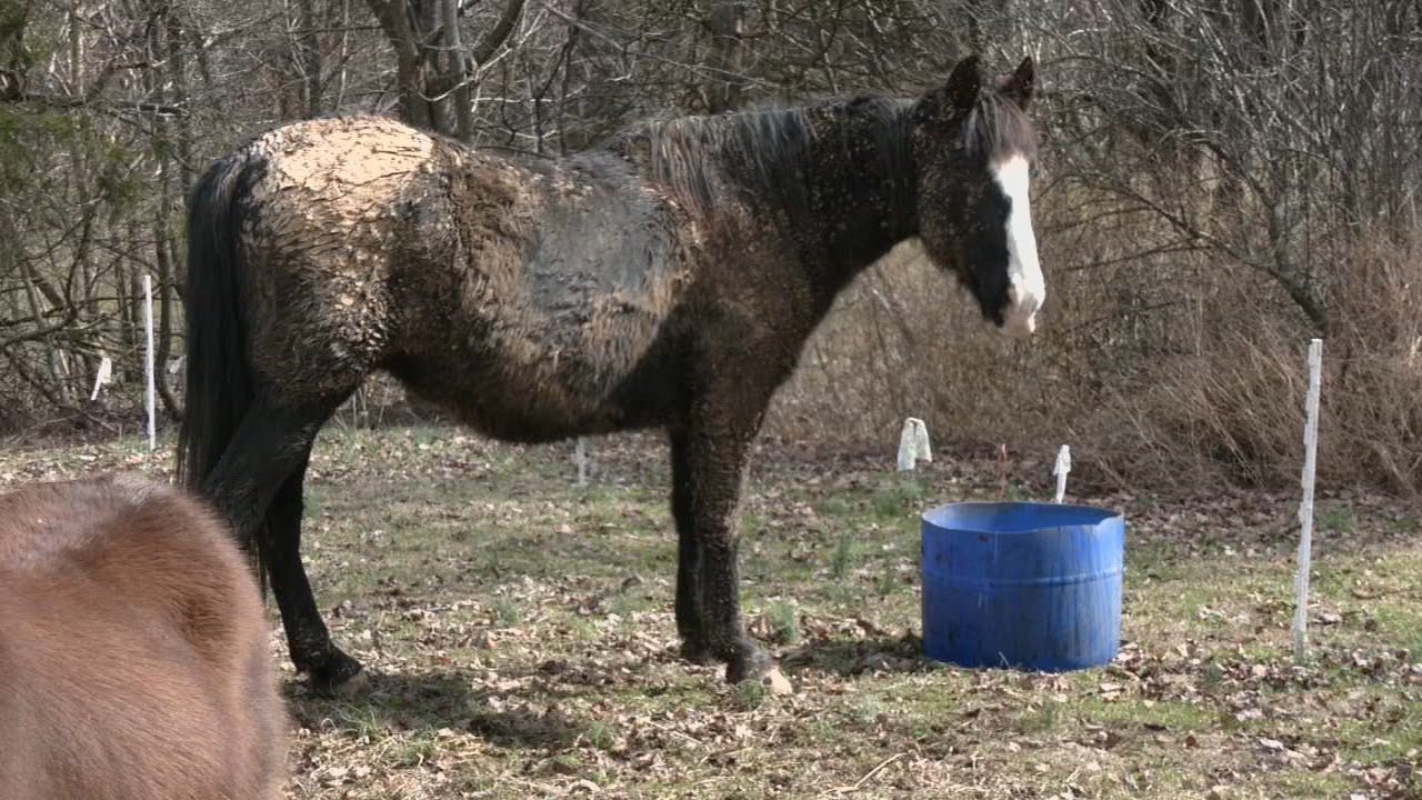Sinkhole scare for a southern Indiana horse leads firefighters to respond to an odd call