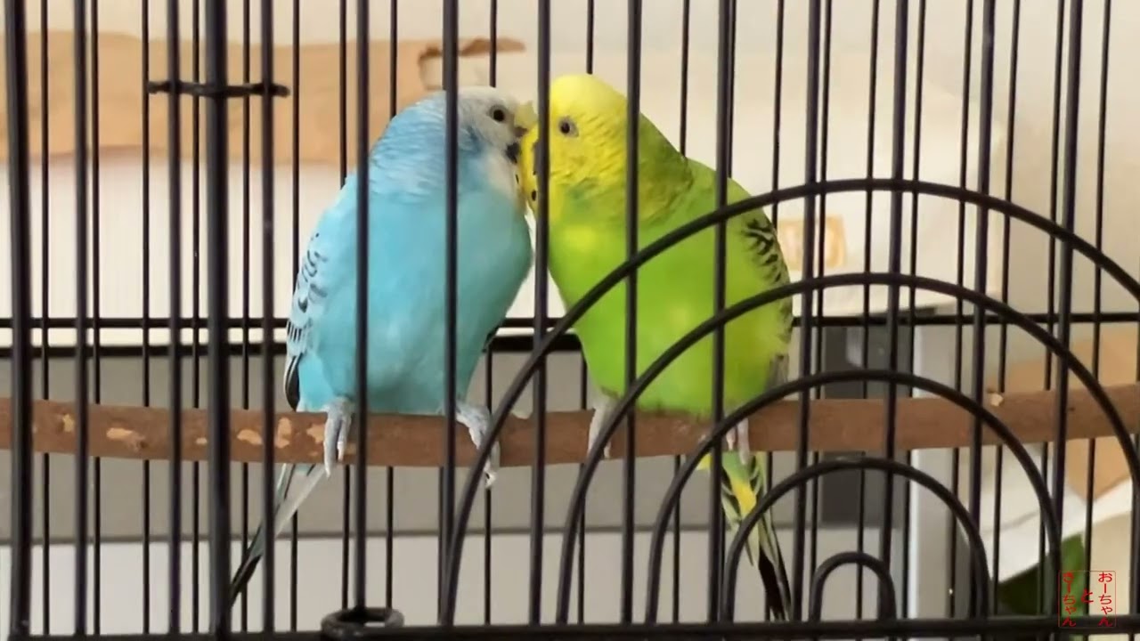 我が家のインコ　おーちゃんときーちゃん(133その2)　踊りのできるインコ。
