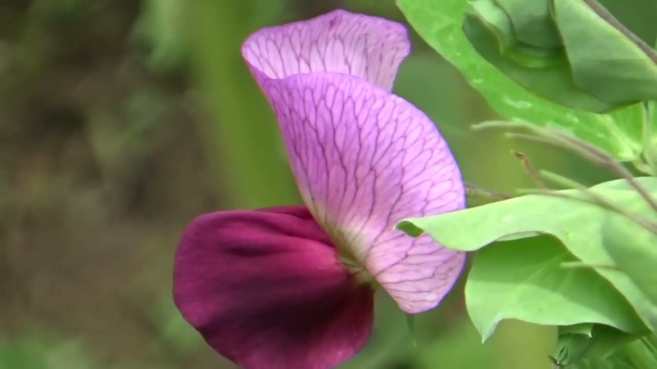 Las flores mas bonitas de la sierra de Huancavelica