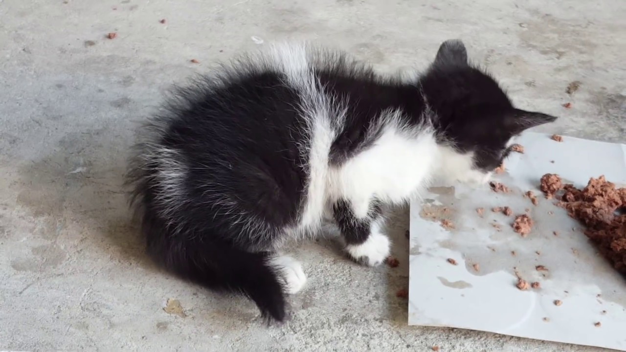 엄마찾아 삼만리 새끼고양이