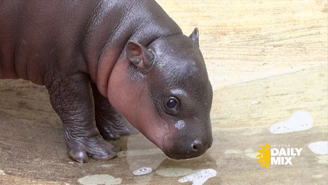 Baby Pygmy Hippo born at Wildlife World Zoo, Aquarium & Safari Park