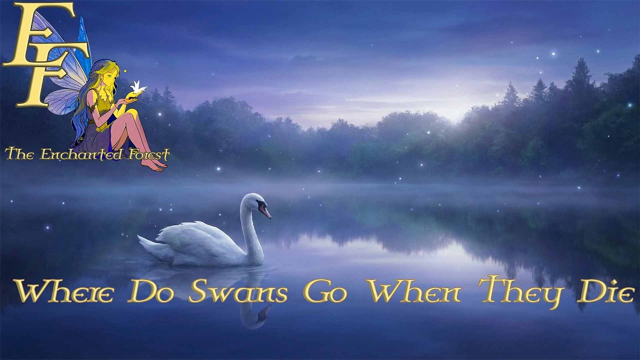 Where Do Swans Go When They Die (Storytelling, Enchanted Forest)