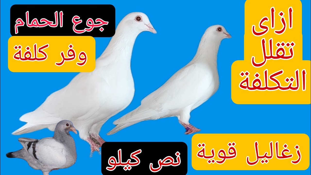 الكلفة غالية أكل الحمام غالى هانوفر ازاى طرق بسيطة هاتوفر معاك