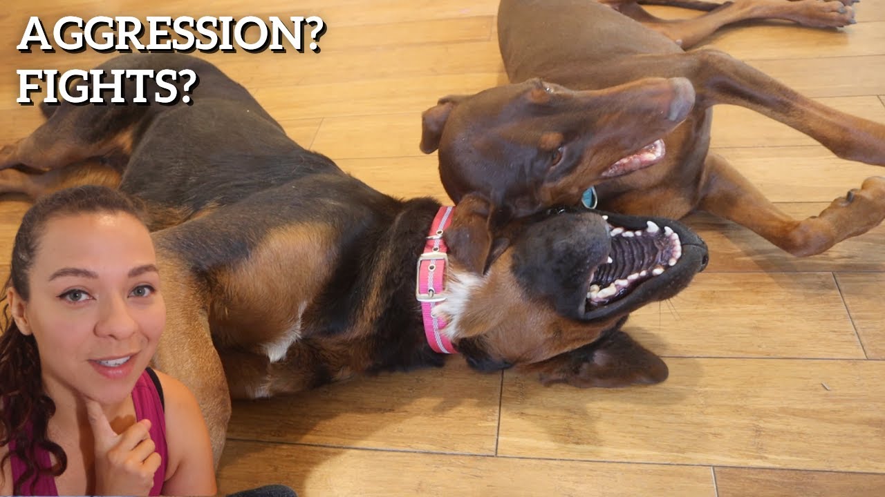 What You SHOULD Know Before getting 2 Female Dogs