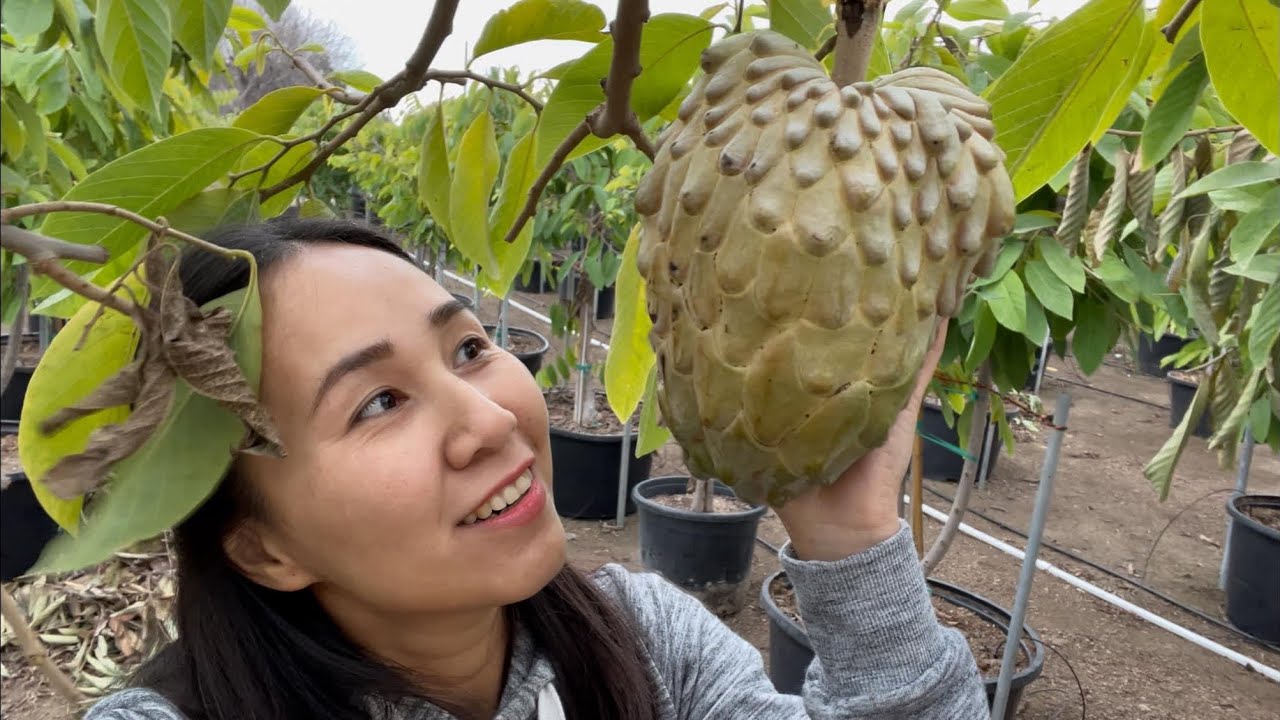 Theo Cô Chủ Vườn Thu Hoạch Mãng Cầu Úc, Lisa Trái Khủng