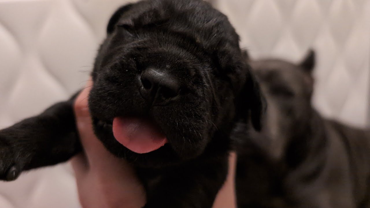 Cane Corso puppies sick? Can we help them?