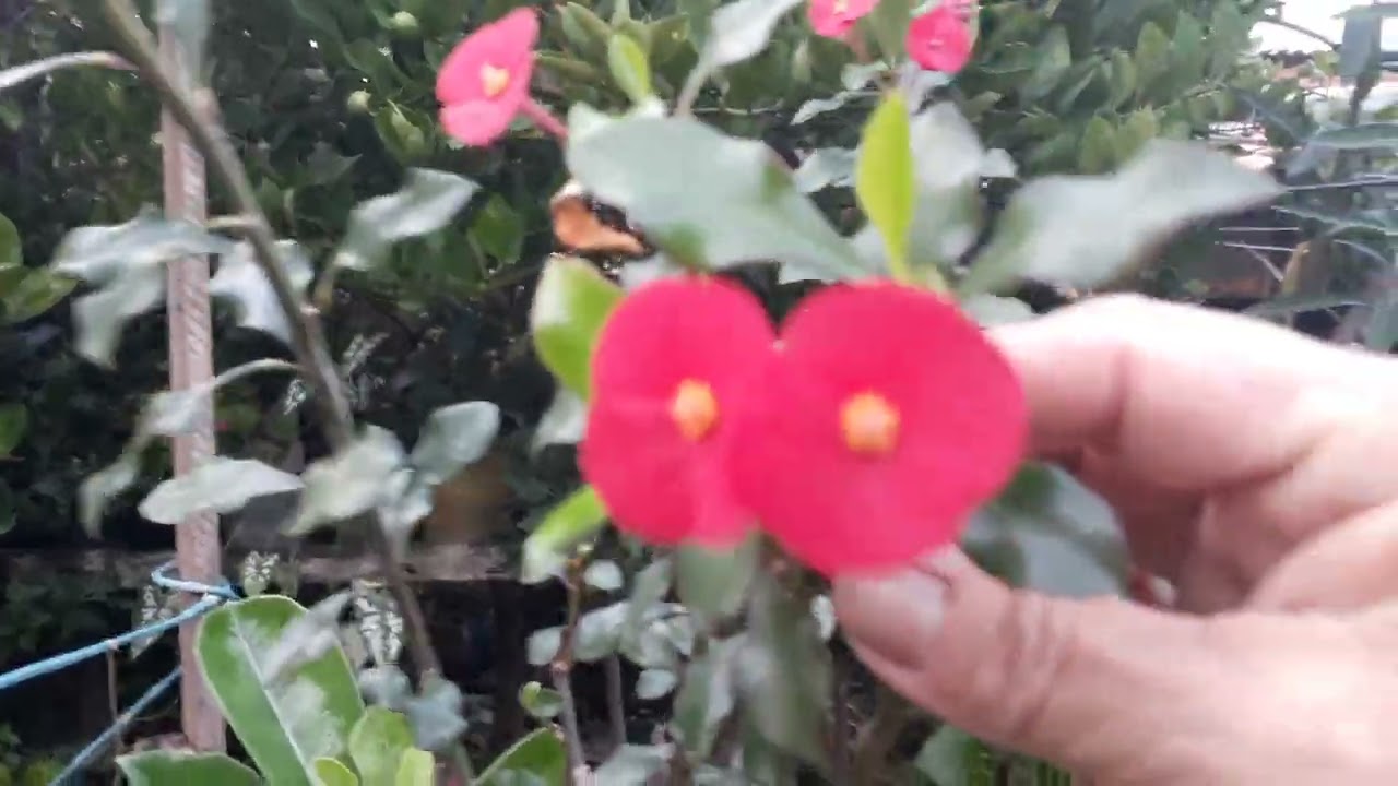 coroa de Cristo planta?? sim! tem várias cores
