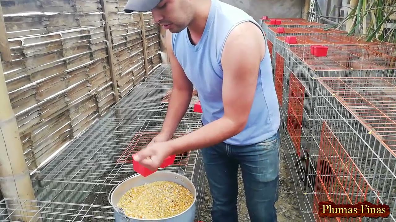 Alimentación para gallos que empiezan cuido