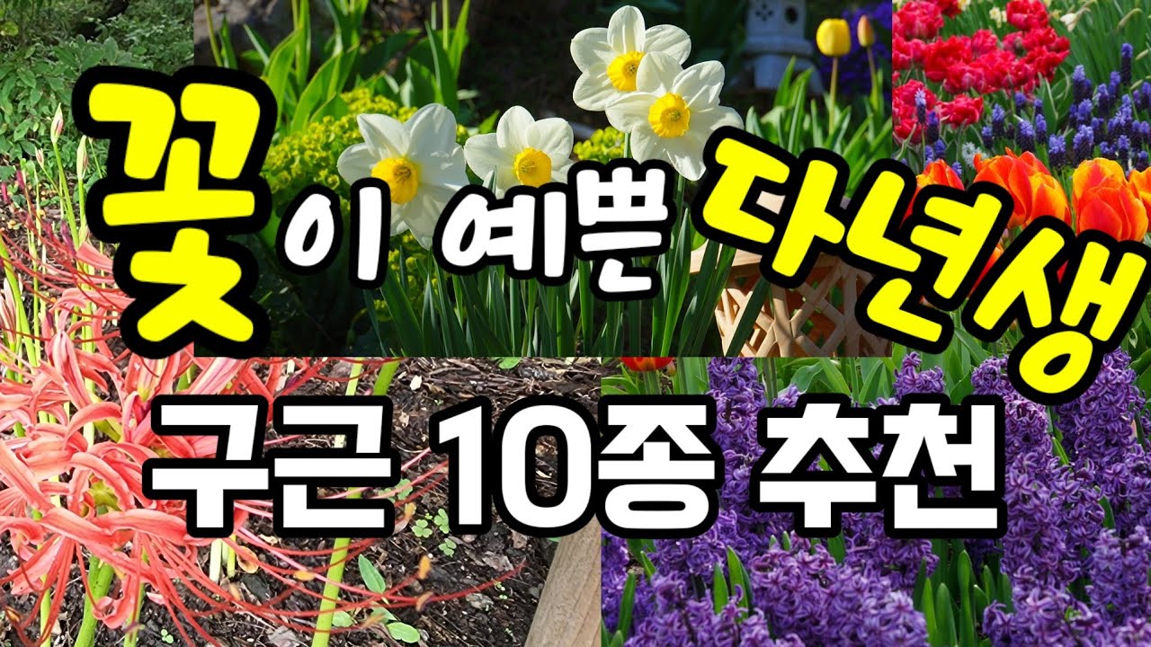 화단과 화분에 어울리는 꽃이 정말 예쁜  다년생 구근식물 10종 추천