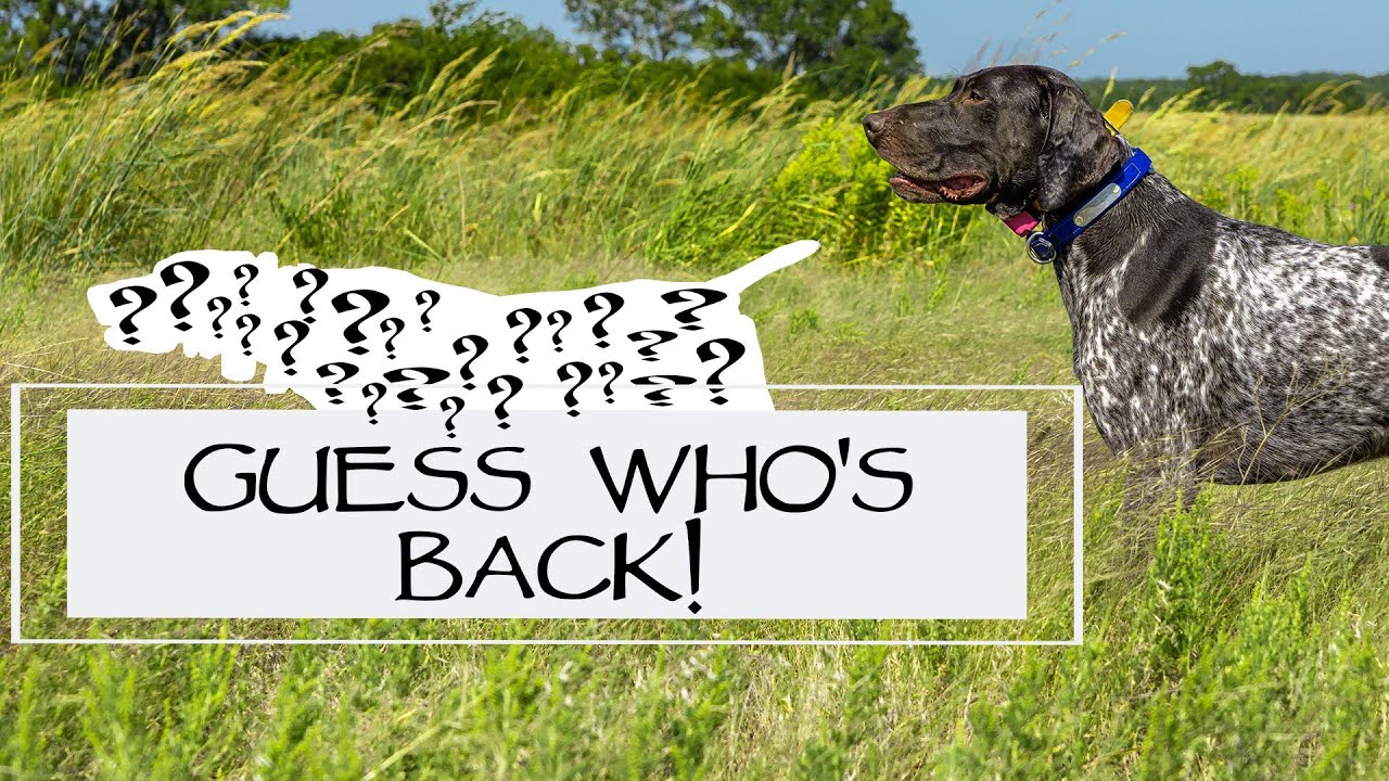 Working Through Steadiness Mistakes - Steady To Wing, Shot, and Fall