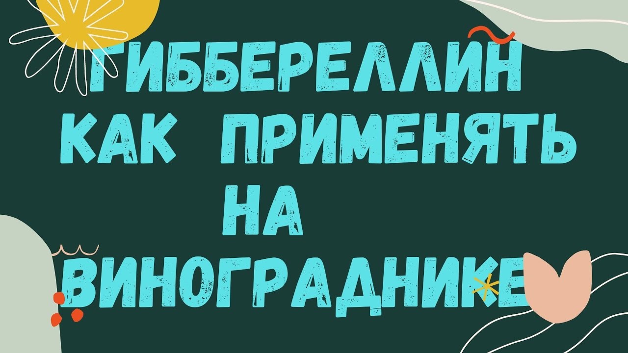 Использование гиббереллина  на винограднике.
