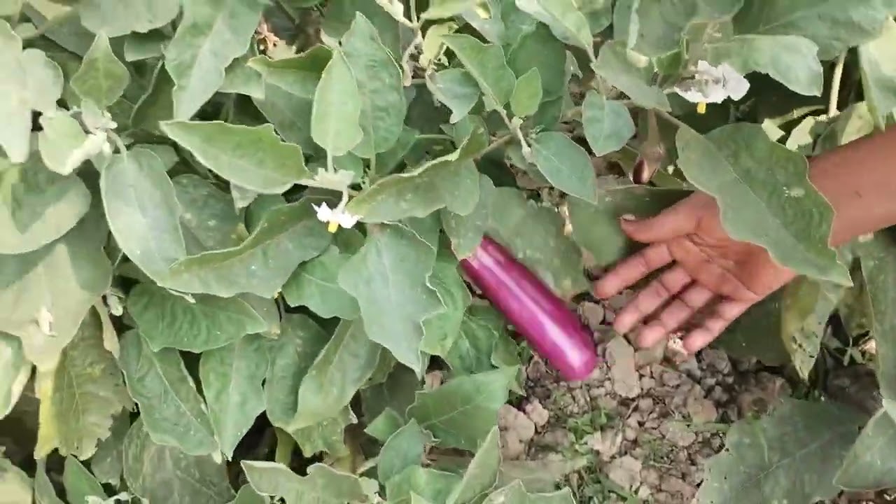 আমাদের বাগানের কী কী সবজি দিয়েছি দেখো?আর পেঁয়াজ গাছ গুলো কেমন হয়েছে কমেন্ট করে জানাও?#বাগান#সবজি 