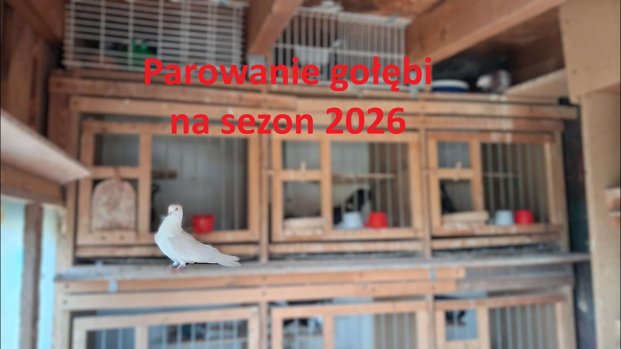 Parowanie gołębi na sezon 2026
