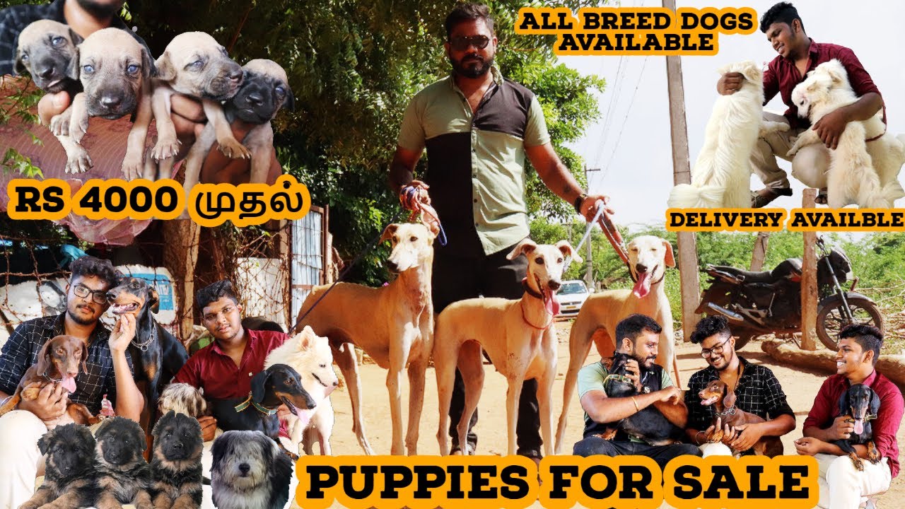Biggest Dog Kennel In Tamil | Puppies For Sale | All Breed's Available Trichy | Its all about
