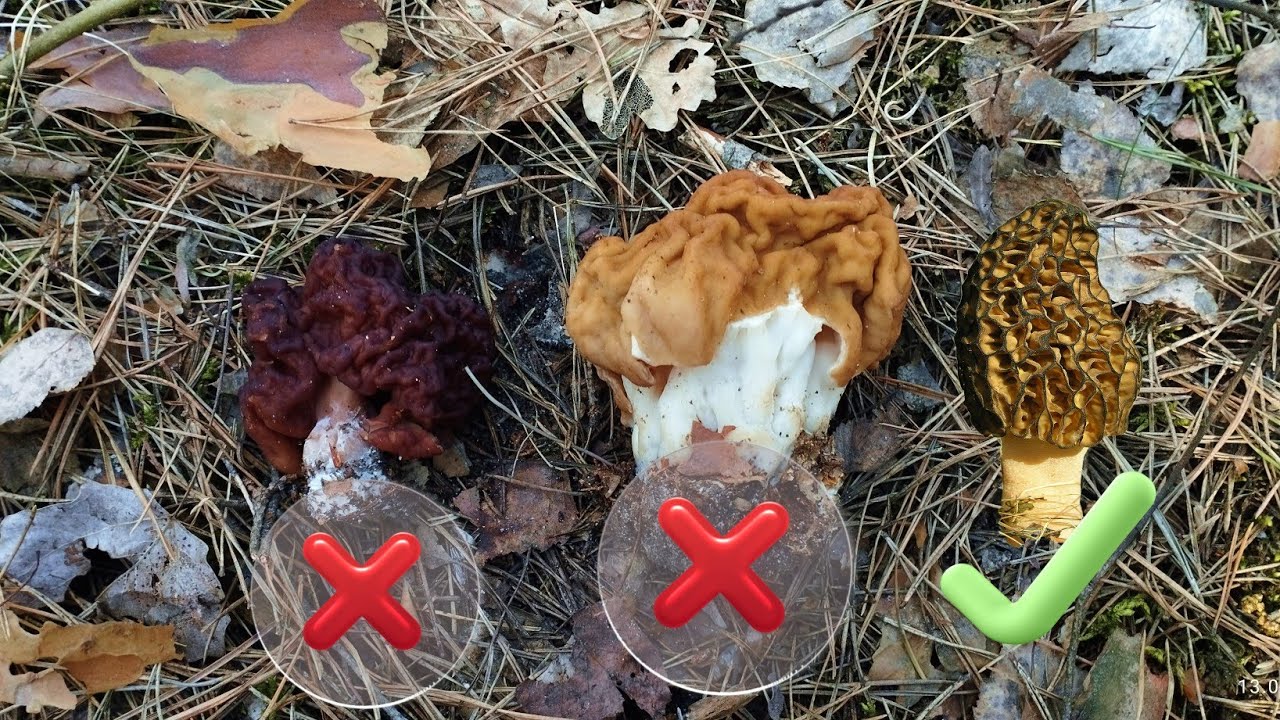 Як розрізнити отруйні строчки звичайні і строчки гігантські Помилка може коштувати здоров'я та життя