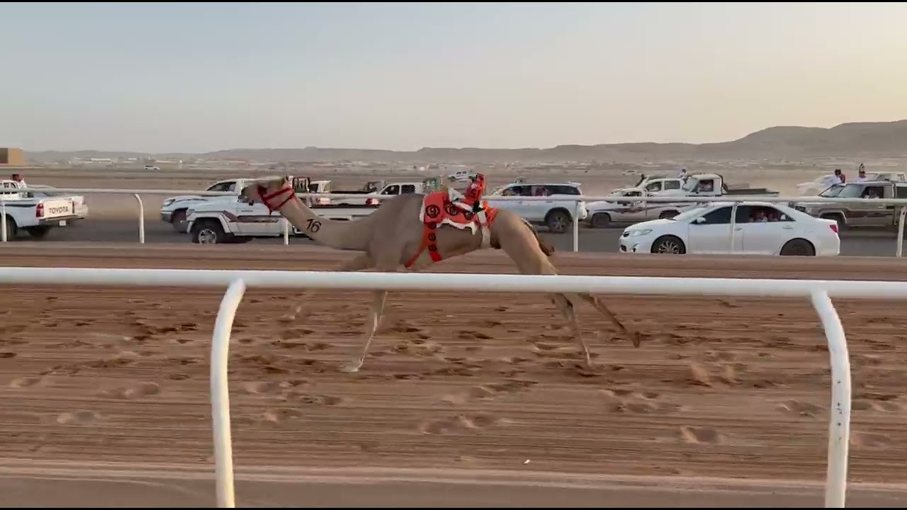 الشوط الثاني قعدان مفاريد رئيسي  المهندس لـ محمد بن راشد المحامض اليامي التوقيت : 2:1:44