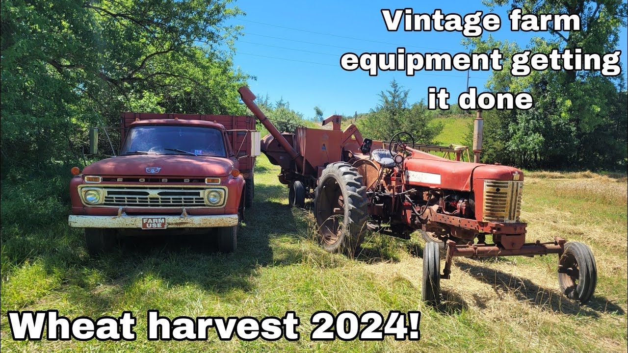 Wheat harvest: The 1950s way