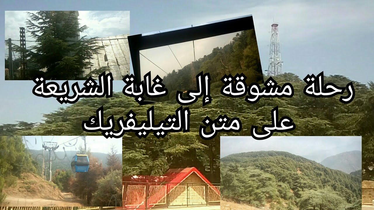 رحلة مشوقة إلى غابة الأرز الأطلسي - الشريعة - البليدة- على متن المصعد الهوائي - التيليفريك