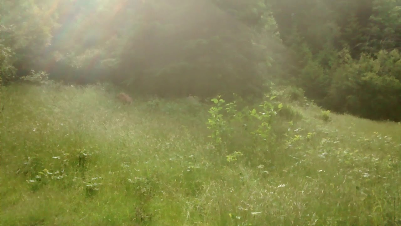 Fallow deer with no fear on Vancouver Island.
