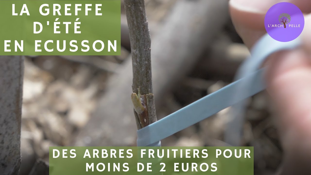 Des ARBRES FRUITIERS pour moins de DEUX EUROS avec la GREFFE EN ECUSSON