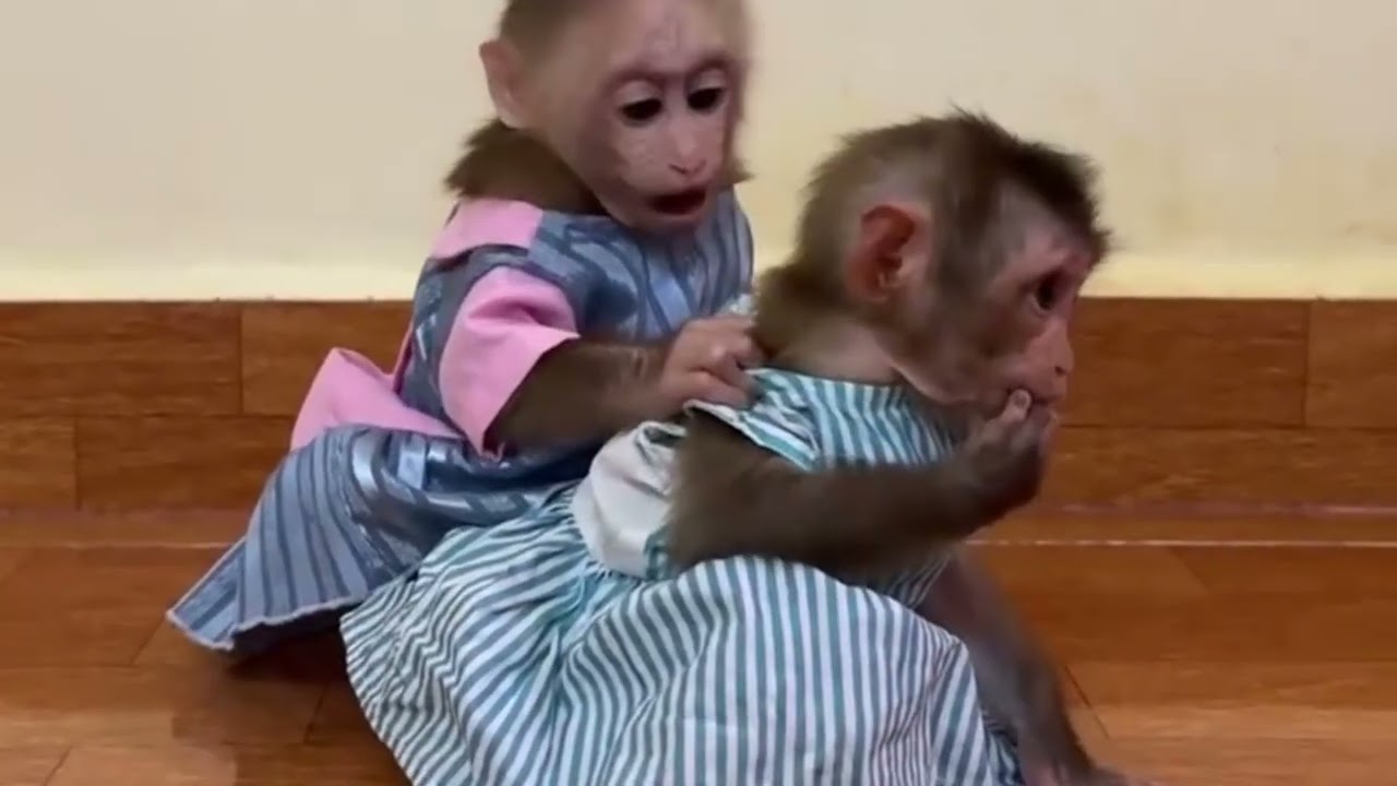 Funny Monkey Videos Ep36#lovely #cute #adorable #newborn #animals  #obedient #monkey#cat #duet 