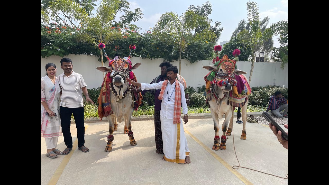 Bull Dance on Bhogi at SM ART Apartment live