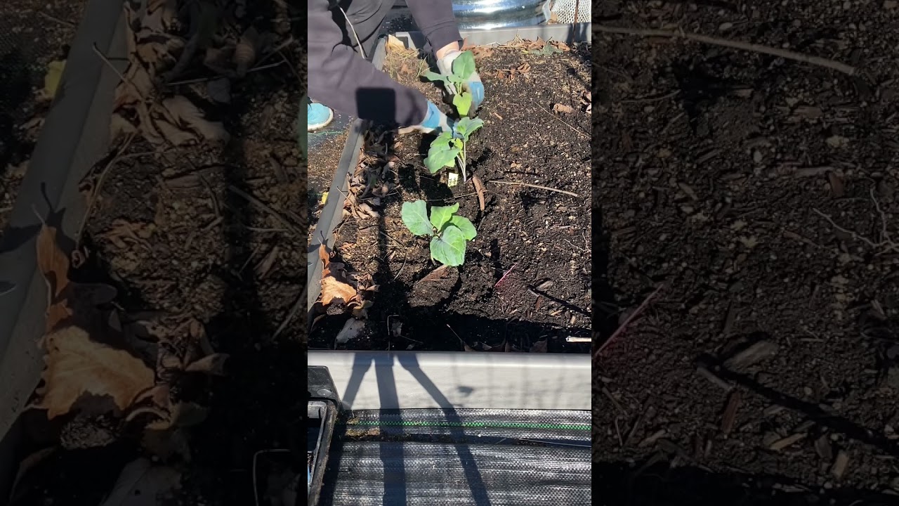 Planting Brassicas for the Spring 2023 Garden #garden