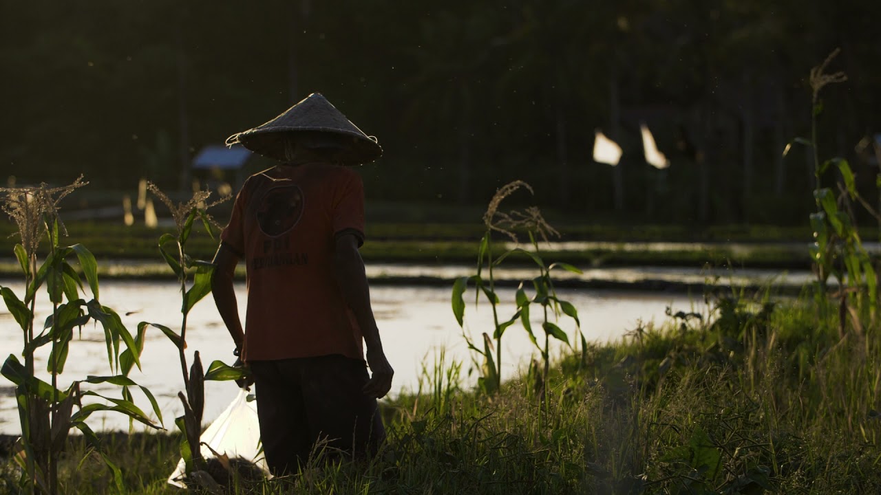 Free Video Clips And Footage - Farmer Video Clip no. 8