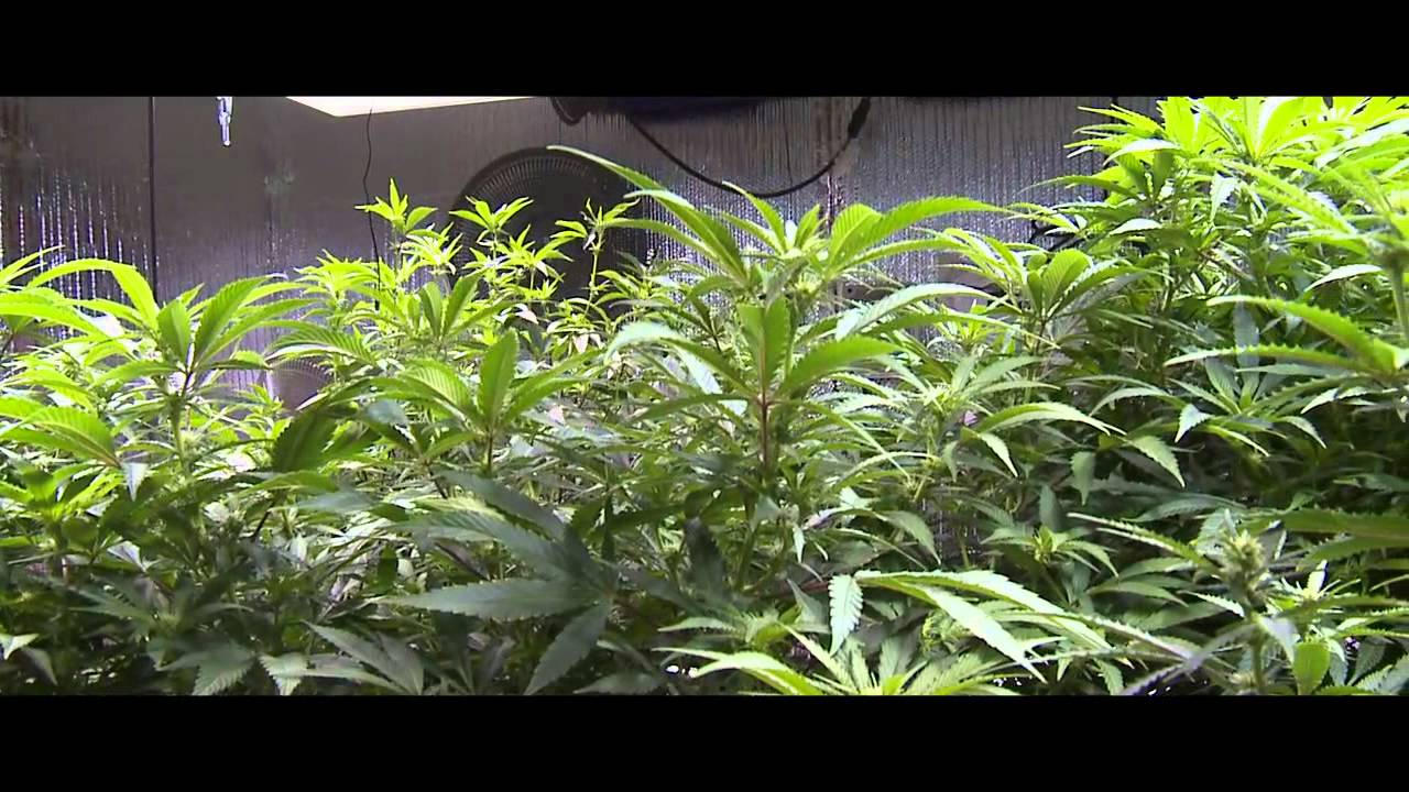Medical Marijuana Grow Consultation Services