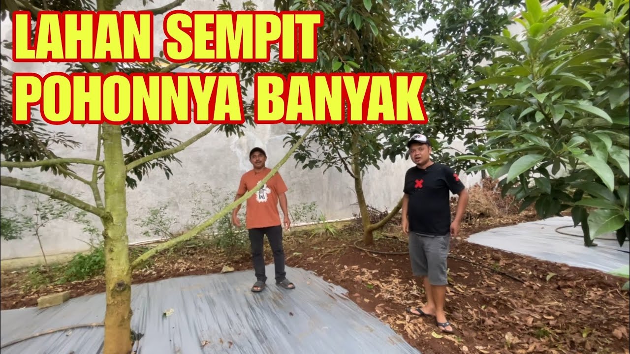 JARAK TANAM TERLALU DEKAT‼️APAKAH AMAN⁉️