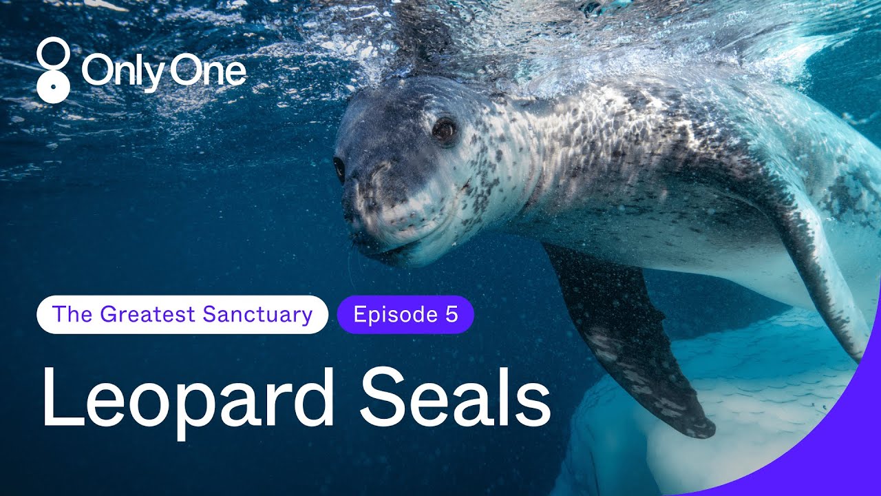 Diving With Leopard Seals | Only One