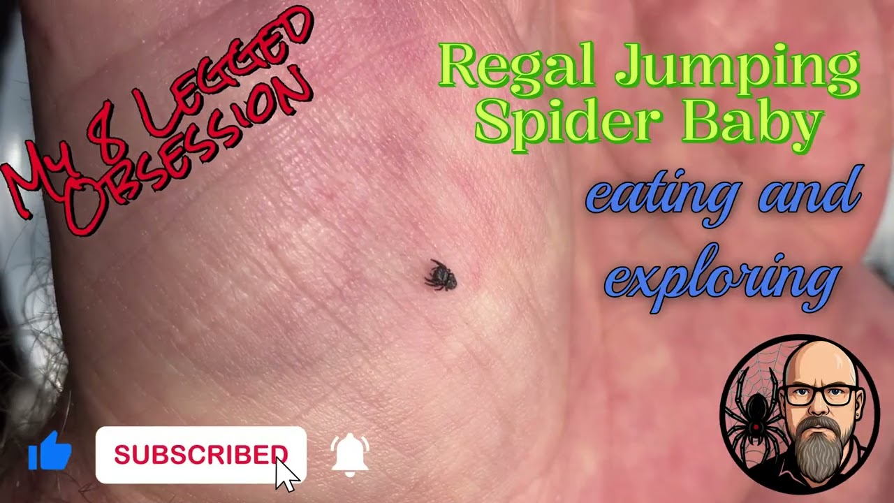 Baby Regal Jumper Eating and Exploring