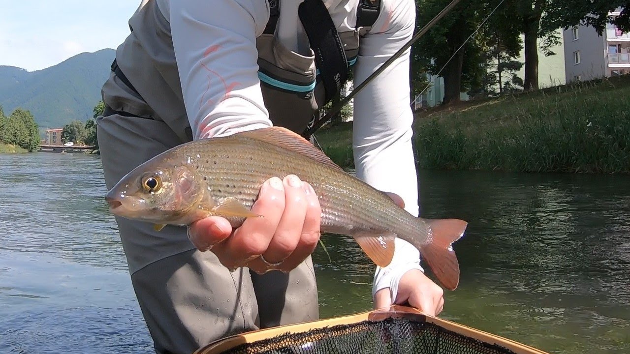 Fly fishing in Turiec River Slovakia.