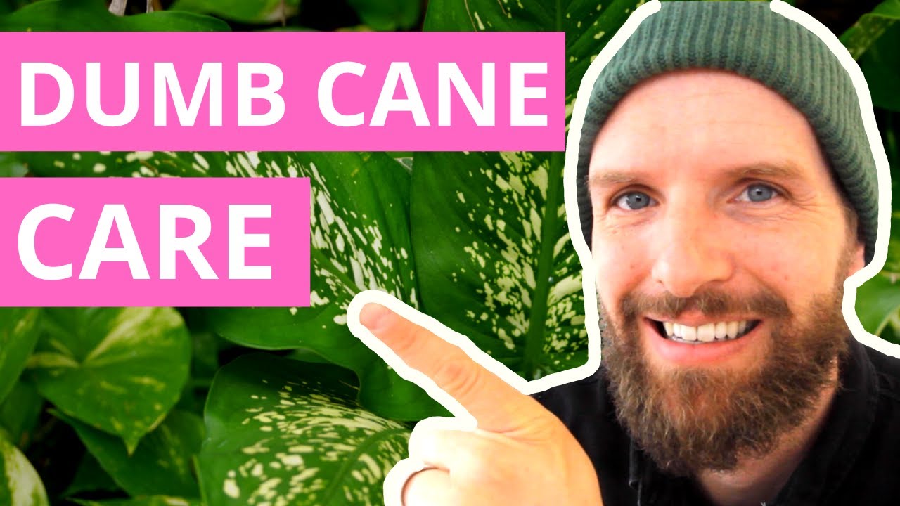 #1 Dumb Cane Care (Dieffenbachia) — Best Guide