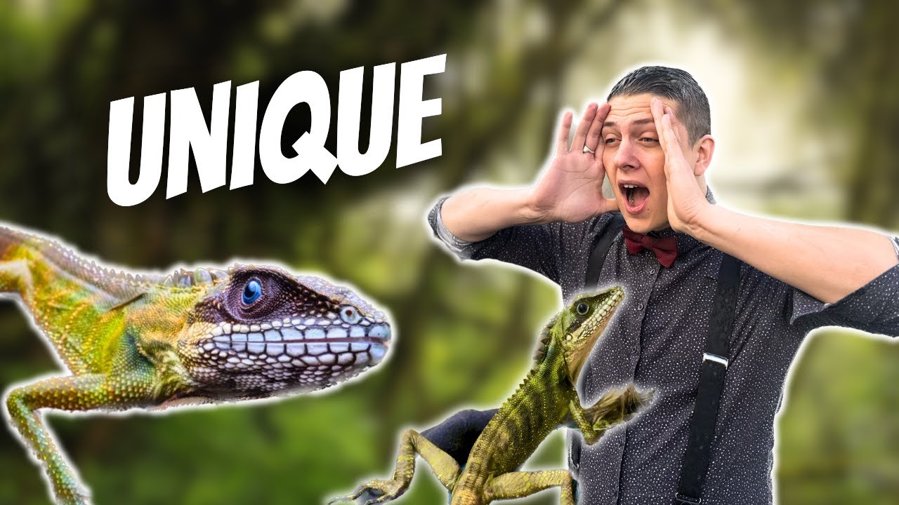LE DRAGON VERT À LÈVRES BLANCHES ! (Gonocephalus robinsonii) - [La Minute Animale - Ep 2]